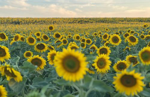 Apartament Jerzyn - Foto 40