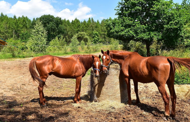 Ferienhaus am Garder See Inselblick - Foto 42