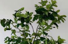 Midiè Savelletri - Foto 43