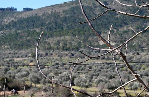 Casa das Raposas - Foto 33