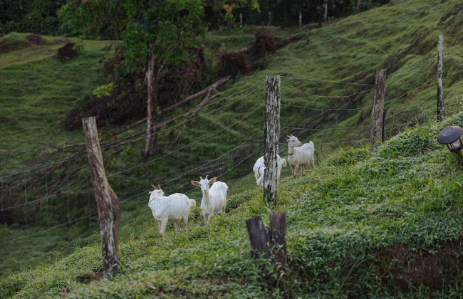 La Finca Azul - Foto 57