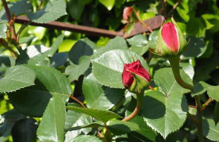 L'Era de Cal Roger - Foto 105