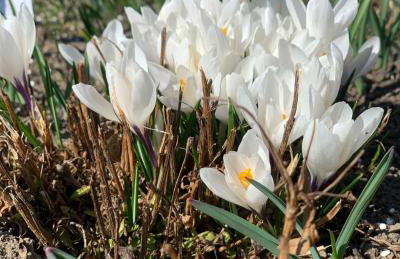 Agro na Wapniarni - Foto 34