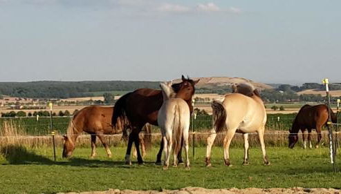 Galloway Hof Wantewitz - Foto 5