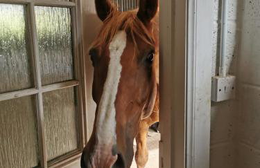 Glen Bay - 2 Bed Lodge on Friendly Farm Stay with Private Hot Tub - Foto 41