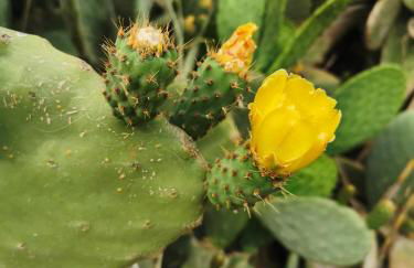 Azienda Agrituristica Baglio Carta - Foto 35