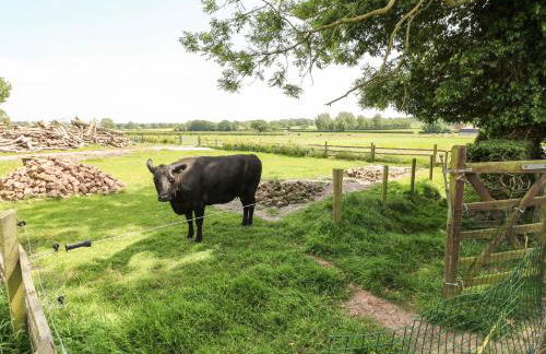 Pipistrelle - Foto 23