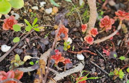 Monte da ti Luzia - Foto 45