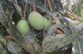 Sitio Esquina da Serra - Foto 33