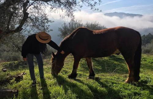 Casas na montanha vistas fantásticas com piscina - Foto 12
