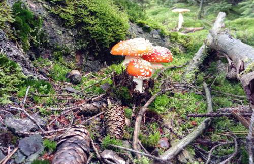 Ferienwohnung Schmallenberg - Foto 48