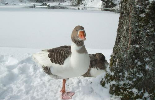 Ferienwohnung Hankeln - Foto 35