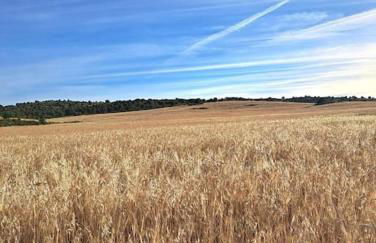 Casa na horta, planície alentejana - Foto 14