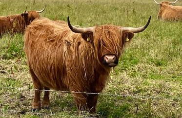 Peedie Cott Self-Catering, Orkney - Photo 18