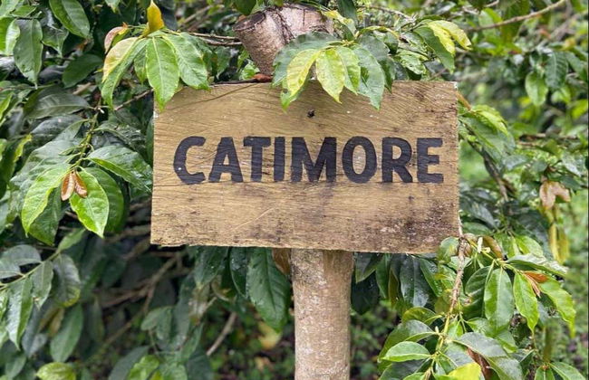 Visite de la plantation de café d'El Ocaso - Photo 6