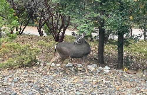 Mountain View House - Foto 47