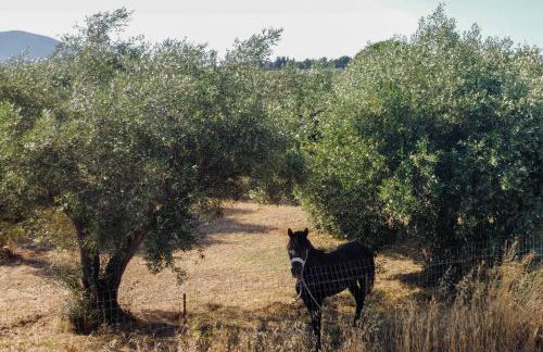 Olea Apartment - Foto 55