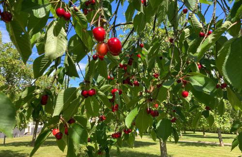 Familiennest am MüritzSee mit Kamin & Sauna - Foto 55