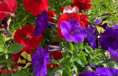 Location maison Audierne - Foto 13