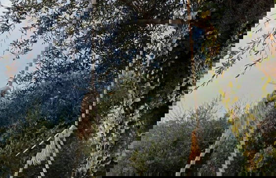 Tenuta Miranda - Foto 57