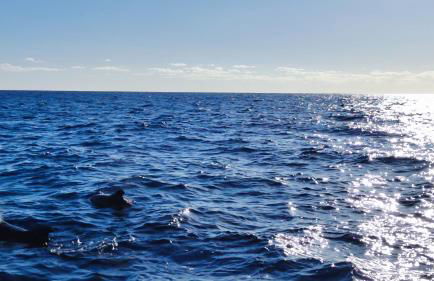 Vista Romantica Madeira - Photo 71