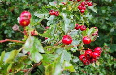 The Cornerstone - Foto 27