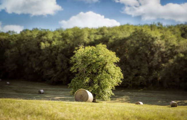 La Mandrélie - La Cabane Du Grand Chêne - Foto 11