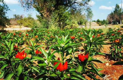 Planifolia - Foto 27