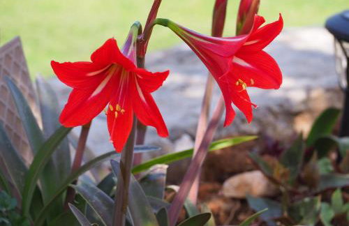 Villa Lemonia - Foto 27