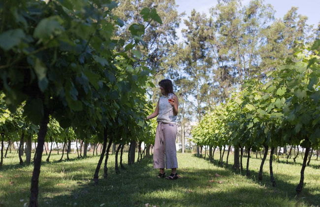Visita a Bodegas Carrau - Foto 2
