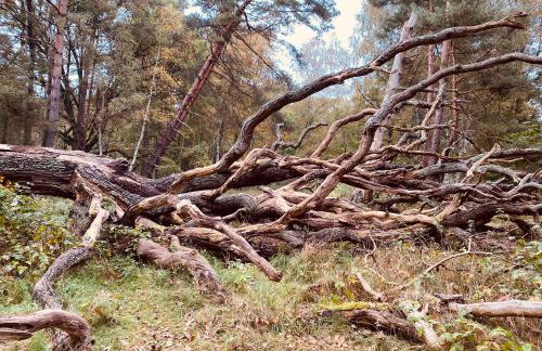 Apartamenty - Dom Smołdziński Las - Foto 31