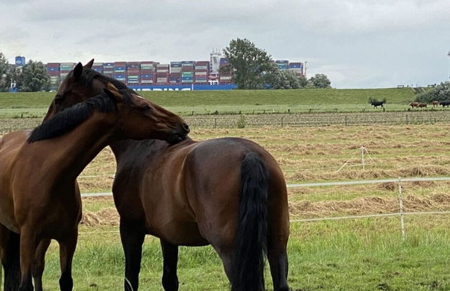 Holiday Apartment Elbe - Foto 19