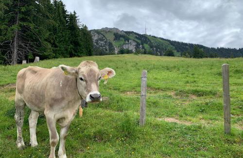 Ferienwohnungen im Dorfwirt - Foto 17
