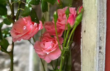 Bed and birds - Foto 23