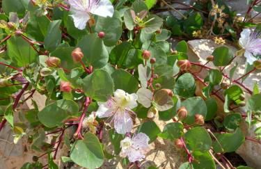 Scicli Città felice - Foto 39