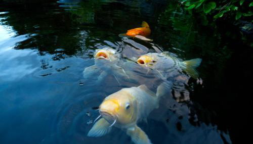 Hana Kai Maui - #103 Helani oceanview 1 BR - Foto 2