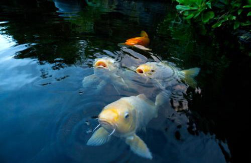 Hana Kai Maui - #201 Honokalani - oceanview 1 BR - Foto 15