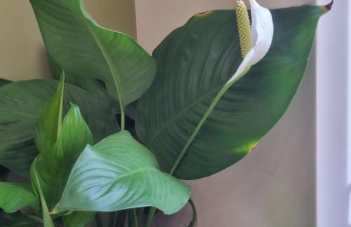 Casa Colimoro - Foto 12