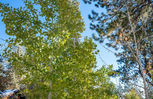 Bluebird Day - Treetop Studio - Foto 19