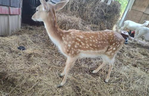 1 Large Bedrooms Estate Pool - Foto 19