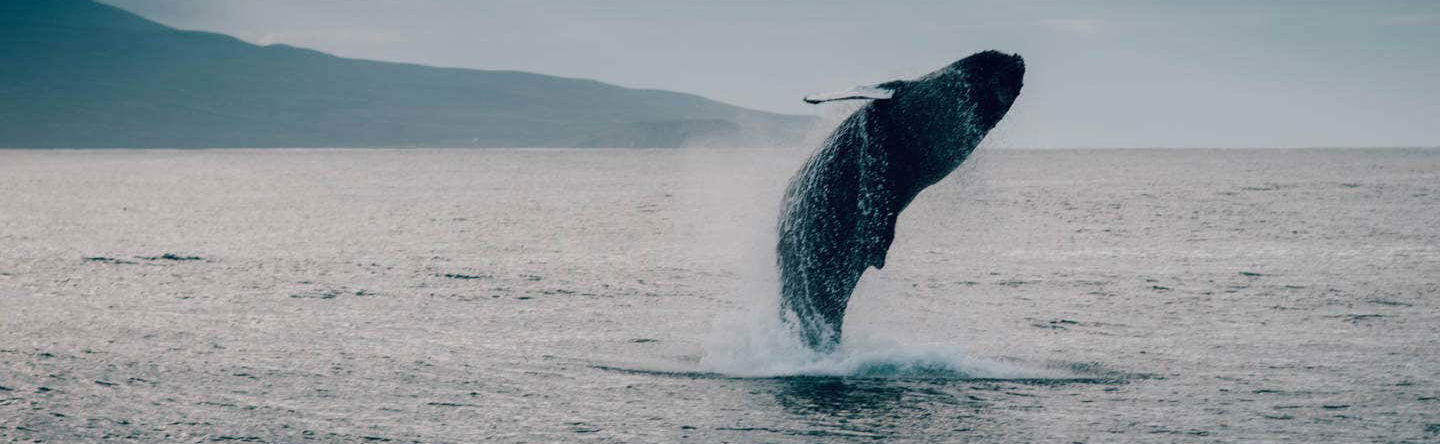 Avvistamento di balene ad Hauganes