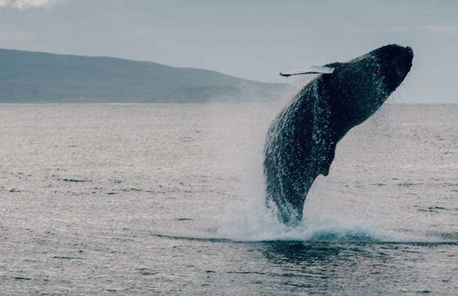 Avvistamento di balene ad Hauganes - Foto 1
