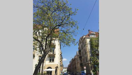 Altbauwohnung am Gutenbergplatz - Foto 3