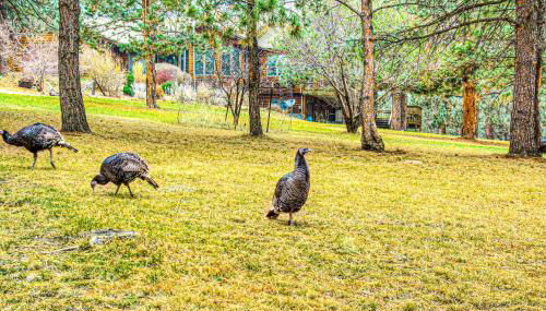 Crooked Canyon Lodge - Foto 4