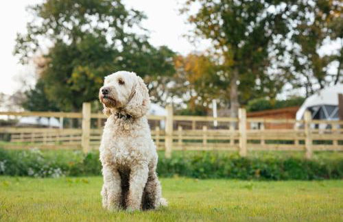 The Little Retreat, Pembrokeshire - Photo 14
