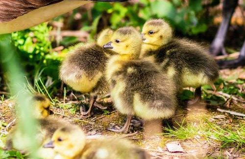 Gardener's Cottage - Ukc3948 - Foto 10