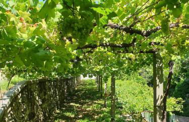 Quinta da Vinha Velha - Foto 52