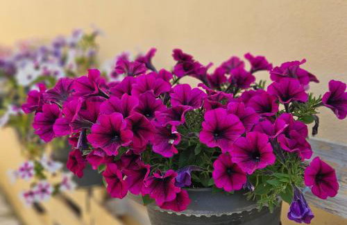 Lora Apartments & Studios with Balcony in Ipsos Corfu - Photo 30