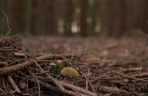 Wald-Apartment - Foto 20