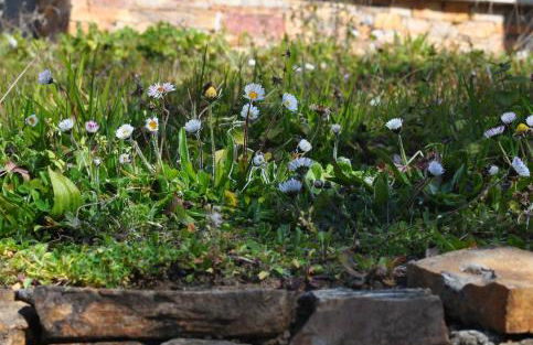 Ollar do Cido - Foto 45